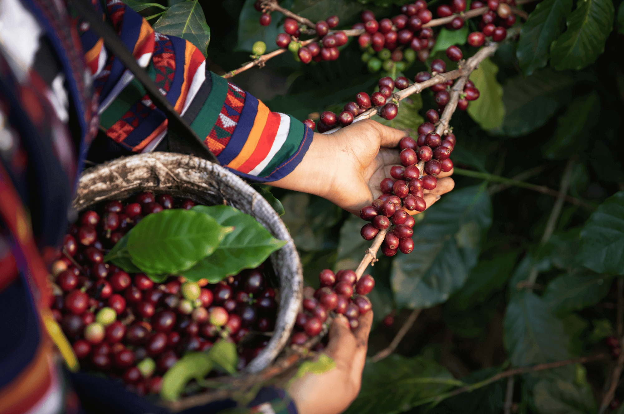 Kaffe Viden Home Roast